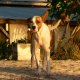 98- Vaiama, le chien d'Emile 